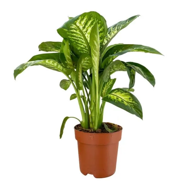 [IP-DIE01B-LOC] Dieffenbachia Dumbcane “Tropic Snow” Plant  OH: 40 cm to 60 Cm Indoor Plant