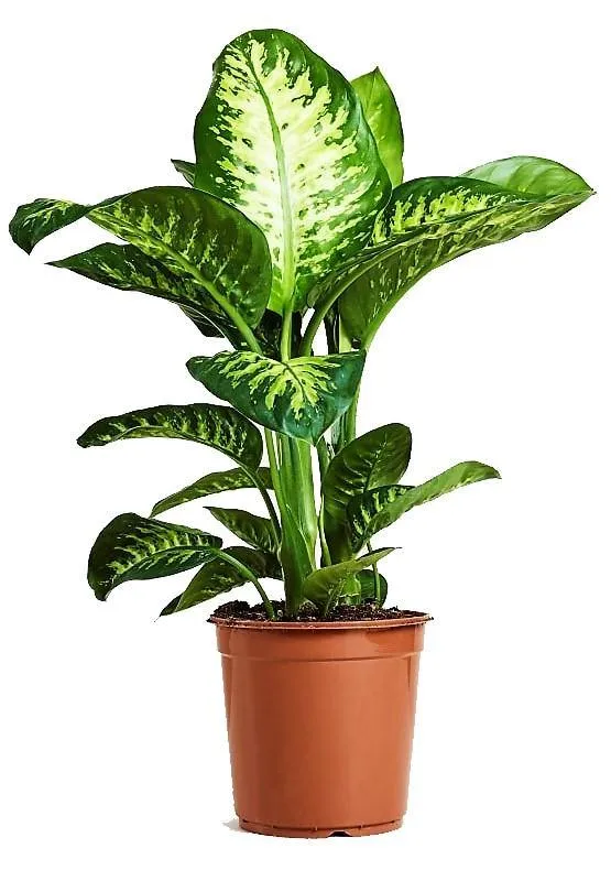 [IP-DIE01C-LOC] Dieffenbachia Dumbcane “Tropic Snow” Plant  OH: 80 cm to 100 Cm  Indoor Plant