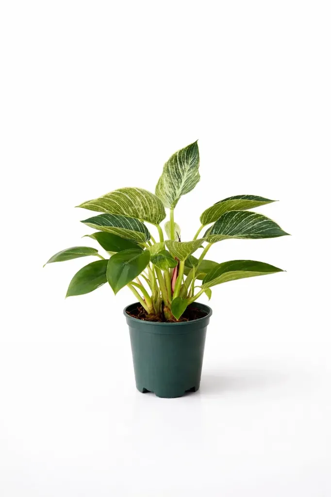 [IP-PHI01A-LOC] Philodendron Birkin - Tracheophyta - OH: 30 cm to 40 cm Indoor Plant