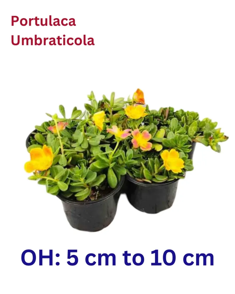 Wingpod Purslane -
Portulaca Umbraticola - OH: 5 cm to 10 cm - Full Sun Flowering Outdoor Plant