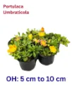 Wingpod Purslane -
Portulaca Umbraticola - OH: 5 cm to 10 cm - Full Sun Flowering Outdoor Plant