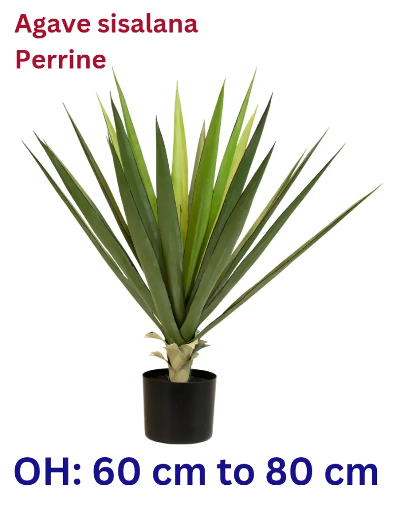 Sisal - Agave Sisalana - OH: 60 cm to 80 cm - P: 10L  - Outdoor Plant