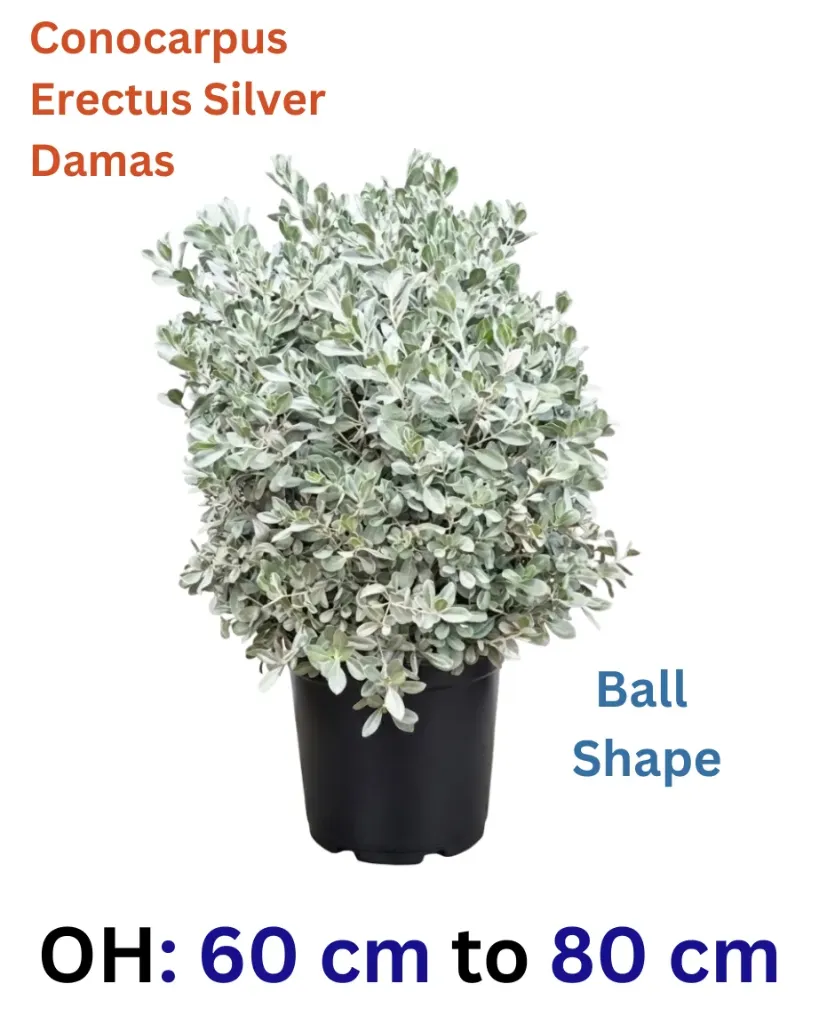 [OP-CON02H-BS-LOC-M] Conocarpus Erectus Silver Damas - Ball Shape - OH: 60 cm to 80 cm - P: 30L Outdoor Plant