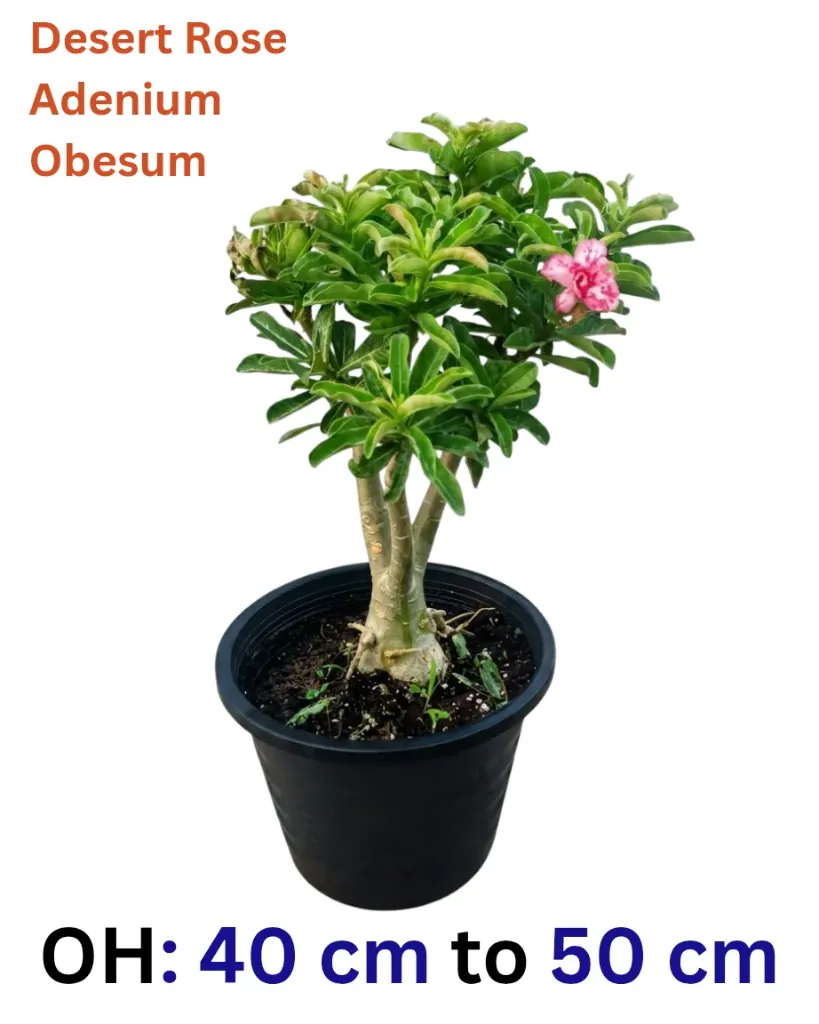 Desert Rose - Adenium Obesum - OH: 40 cm to 50 cm - Full Sun Flowering Outdoor Plant