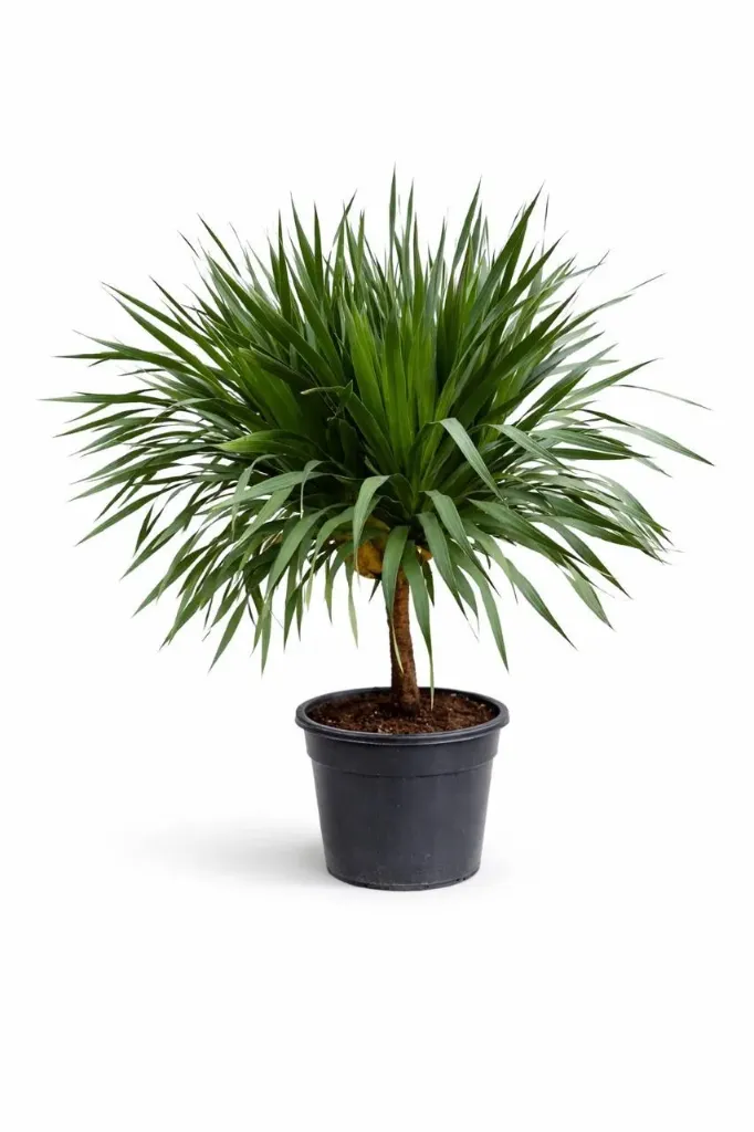 [OP-DRA01-COM-LOC] Dracaena Draco - Combodian Dragon - OH: 80 cm to 100 cm One Head - Multi Trunks Outdoor Plant