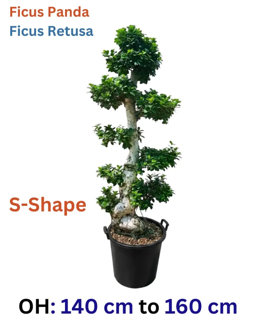 [OP-FIC01S-LLW-L-LOC] Ficus Panda -  Ficus Retusa Bonsai - S Shape - OH: 140 cm to 160 cm - Outdoor Plant