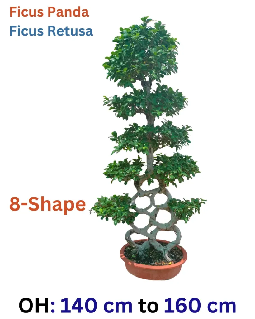 [OP-FIC01N-8S-LLW-LOC] Ficus Panda -  Ficus Retusa Bonsai - 8 Shape - OH: 140 cm to 160 cm - Outdoor Plant
