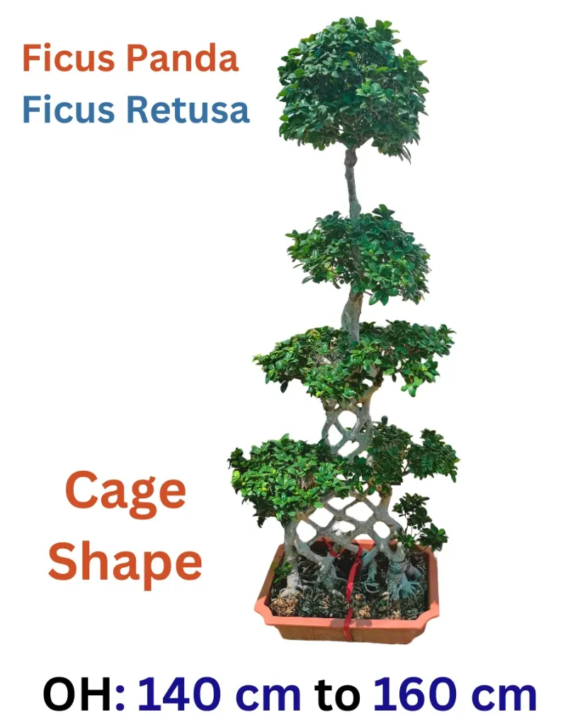 [OP-FIC01C-CS-LLW-LOC] Ficus Panda -  Ficus Retusa Bonsai - Cage Shape - OH: 140 cm to 160 cm - Outdoor Plant