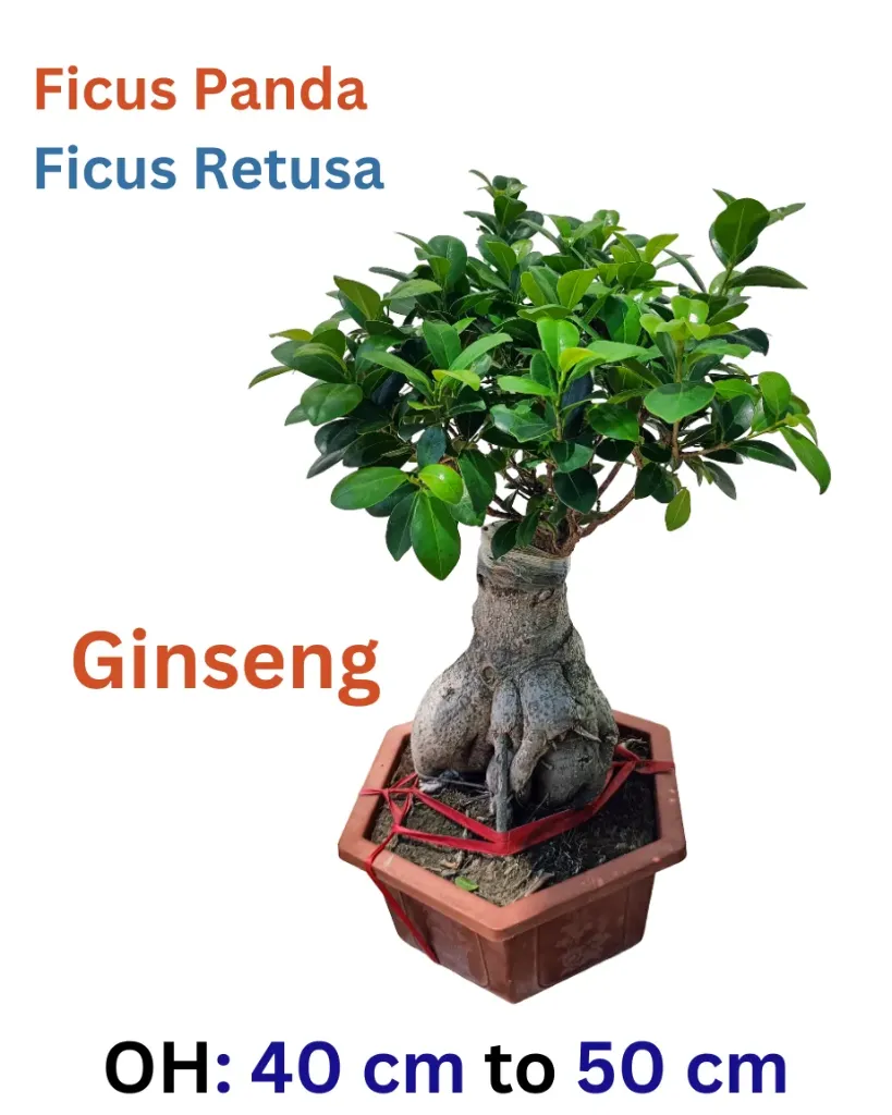 Ficus Panda - Ginseng Ficus Bonsai - OH: 40 cm to 50  cm Outdoor Plant