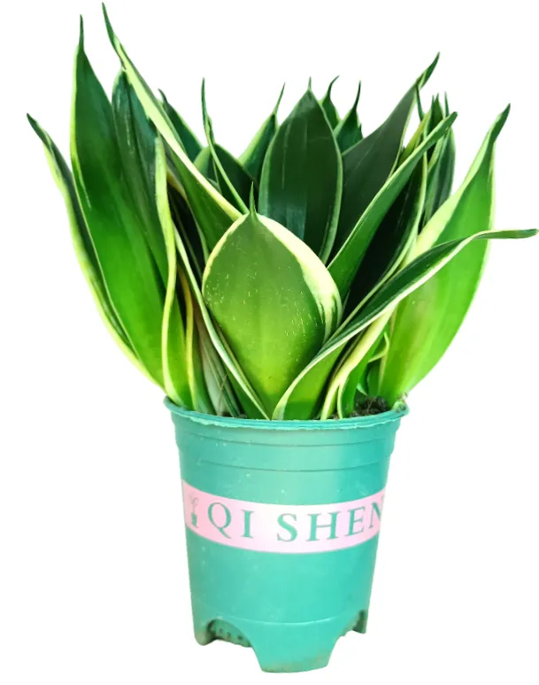 [IP-SAN01C-LOC] Sansevieria Trifasciata - Snake Plant - OH: 10 cm to 20 cm Indoor Plant