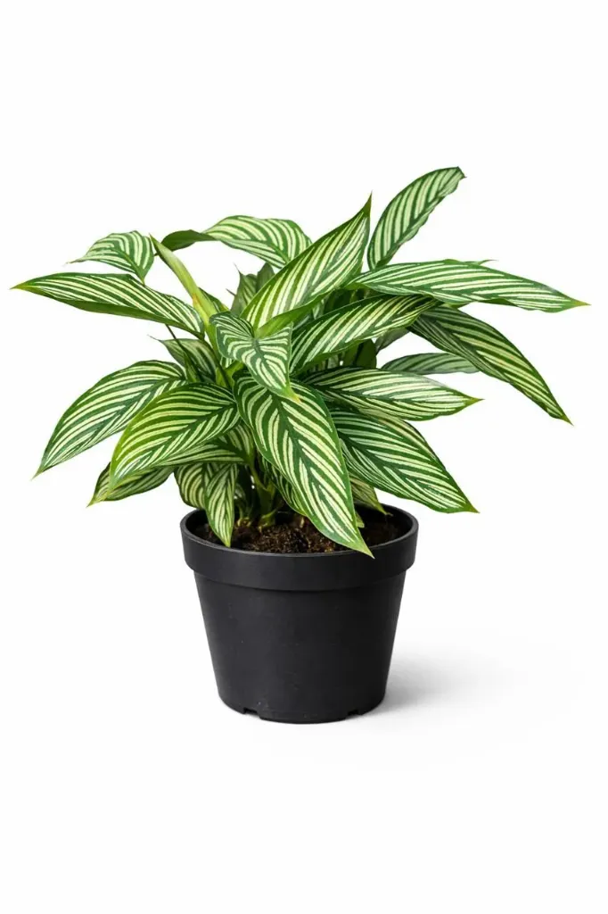 [IP-CAL01E-LOC] Calathea - Calathea Vittata - OH: 40 cm to 60 cm Indoor Plant