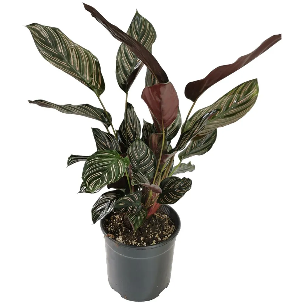 [IP-CAL01B-LOC] Calathea - Goeppertia Ornata - Red Leaf  OH: 40 cm to 60 cm Indoor Plant