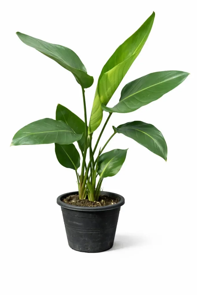 [IP-STR01A-LOC] Bird of Paradise - Strelitzia Nicolai - OH: 60 cm to 80 cm Indoor Plant
