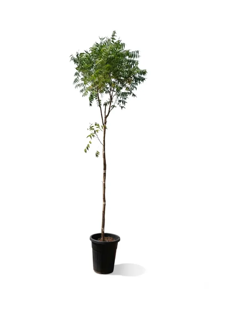 Neem Tree - Azadirachta indica - OH: 150 cm to 200 cm - Outdoor Plant Full Sun