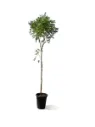 Neem Tree - Azadirachta indica - OH: 150 cm to 200 cm - Outdoor Plant Full Sun