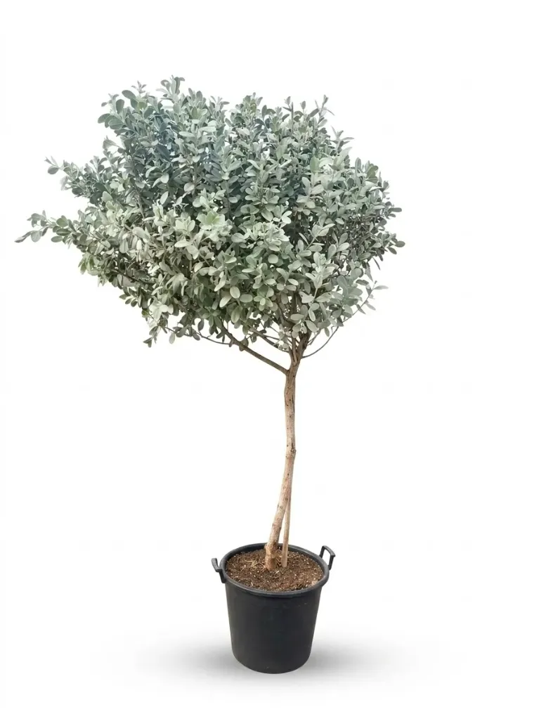 Conocarpus Erectus Silver Damas - Ball Shape - OH: 150 cm to 200 cm - P: 50L Outdoor Plant