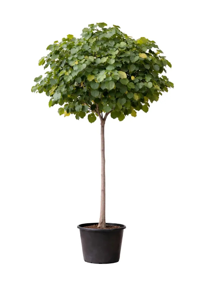 Sea Hibiscus - Talipariti Tiliaceum - OH: 200 cm to 250 cm - 70L Pot - Outdoor Plant
