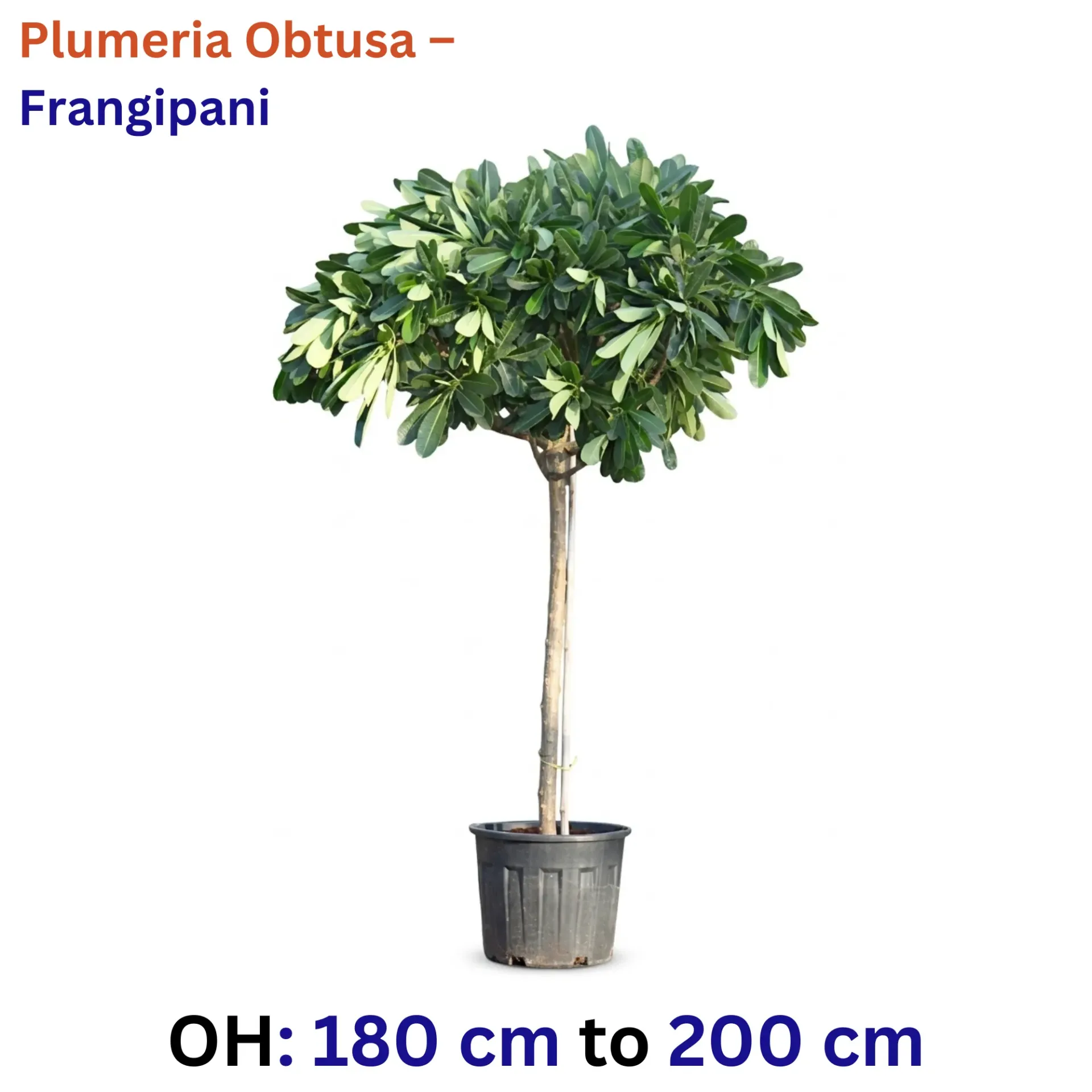 Frangipani - Plumeria Obtuse - OH: 180 cm to 200 cm - Full Sun Flowering Outdoor Plant