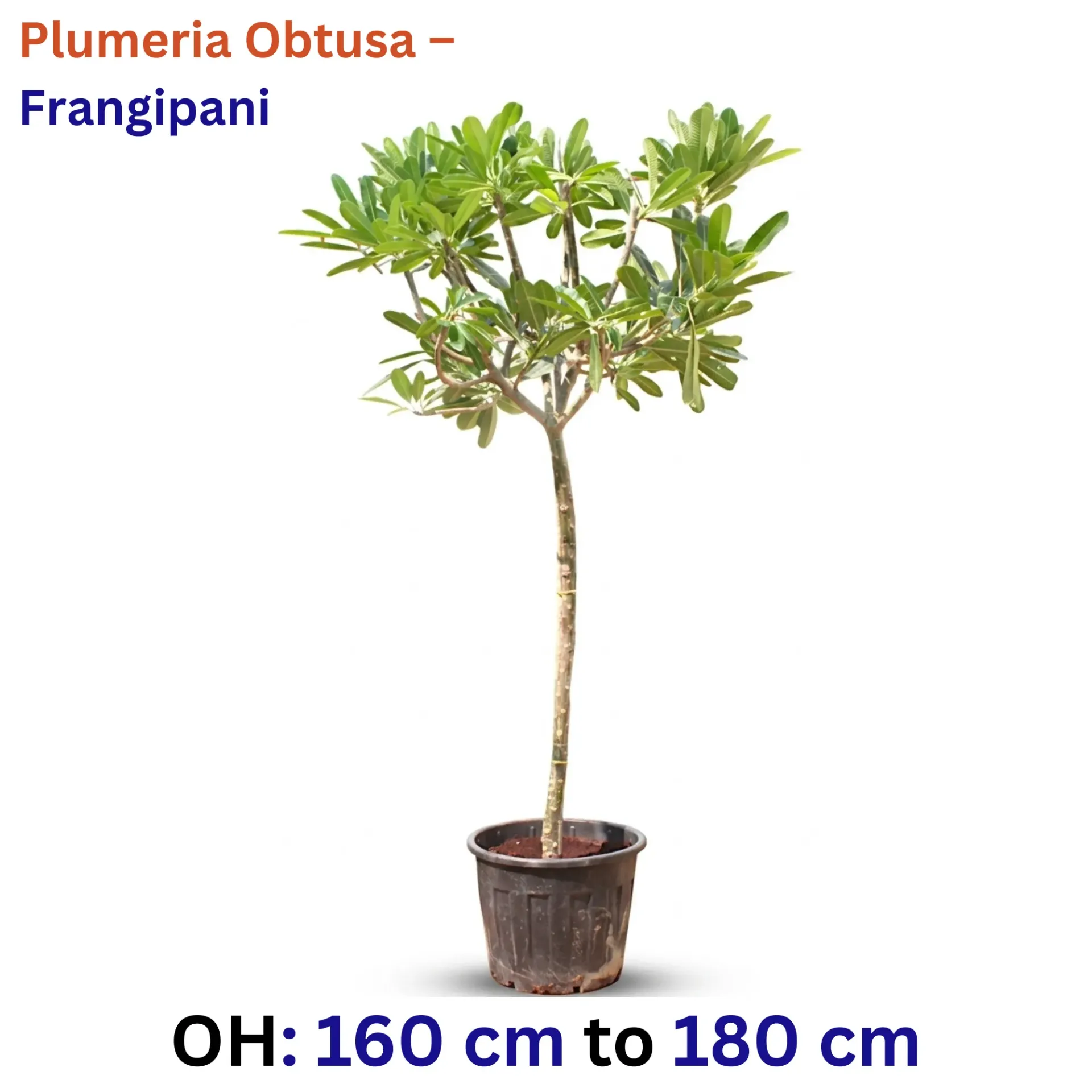 Frangipani - Plumeria Obtuse - OH: 160 cm to 180 cm - Full Sun Flowering Outdoor Plant