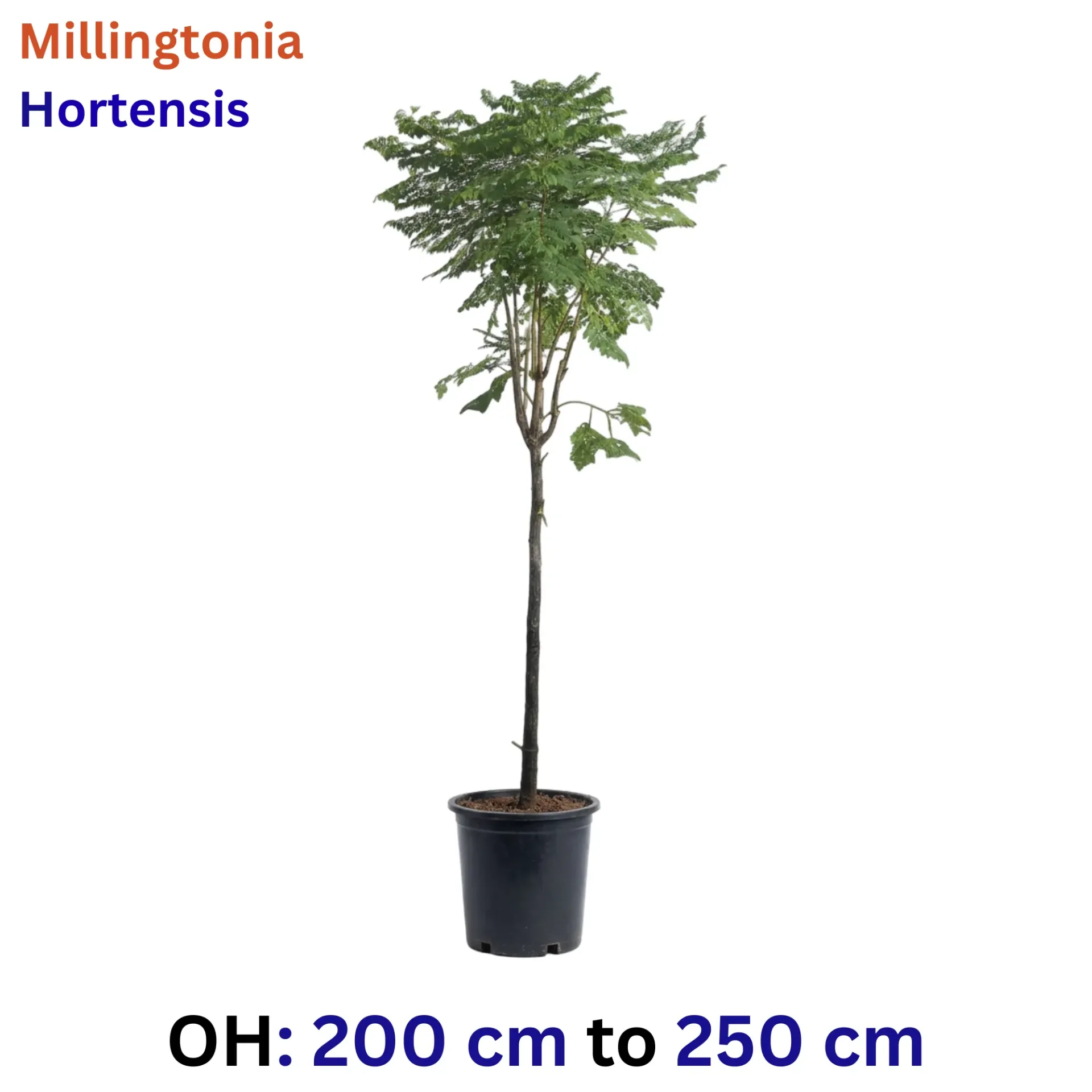 Indian Cork Tree  - Millingtonia hortensis - OH: 200 cm to 250 cm Outdoor Plant