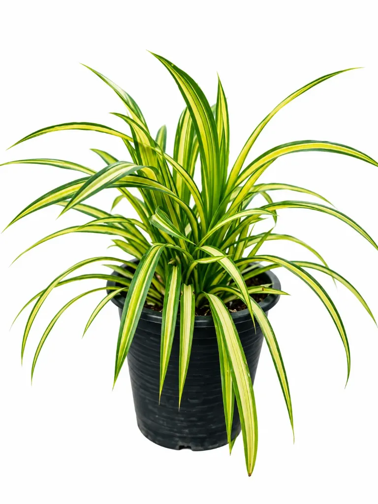 Pandanus Variegata -Pandanus Baptistii - OH: 30 cm to 40 cm - Outdoor Plant