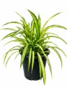 Pandanus Variegata -Pandanus Baptistii - OH: 30 cm to 40 cm - Outdoor Plant