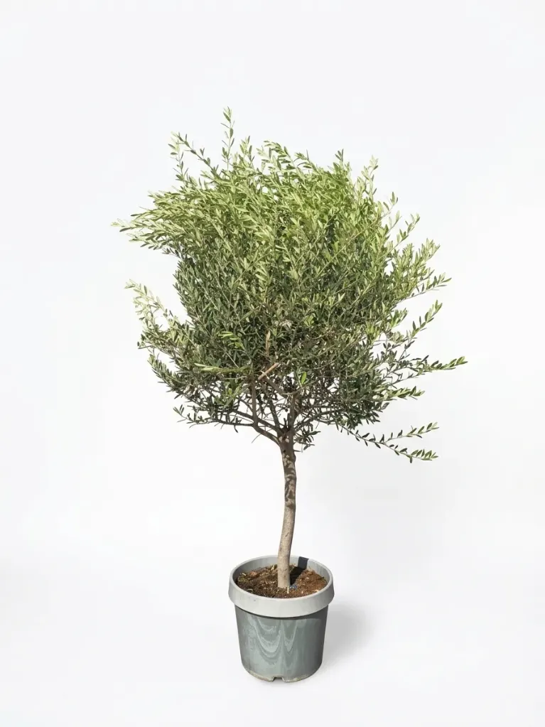 Olive Tree -  Olea European - OH: 140 cm to 160 cm - 45L Pot - Outdoor Plant