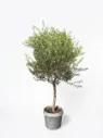 Olive Tree -  Olea European - OH: 140 cm to 160 cm - 45L Pot - Outdoor Plant