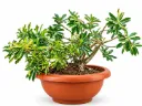 Desert Rose - Adenium Obesum - OH: 40 cm to 60 cm - Full Sun Flowering Outdoor Plant
