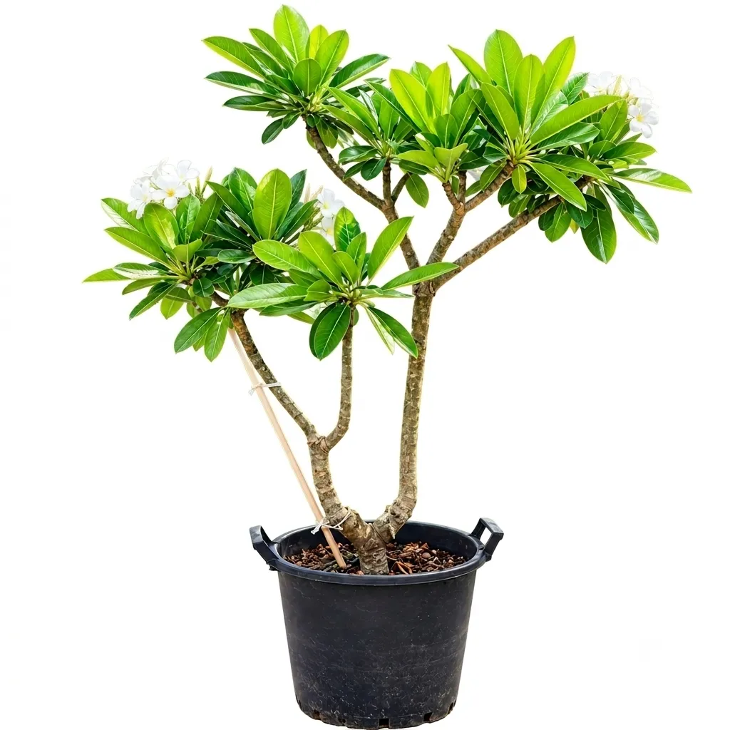[OP-PLU01B-1.8M-LOC] Frangipani - Plumeria Obtusa - OH: 160 cm to 180 cm - Full Sun Flowering - Outdoor Plant