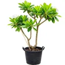 Frangipani - Plumeria Obtusa - OH: 160 cm to 180 cm - Full Sun Flowering - Outdoor Plant