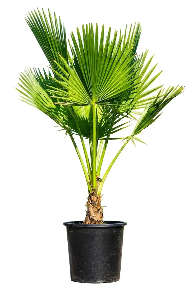 Washingtonia Robusta - Spanish - OH: 150 cm to 200 cm - 50L Pot - Outdoor Plant Full Sun