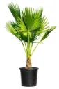 Washingtonia Robusta - Spanish - OH: 150 cm to 200 cm - 50L Pot - Outdoor Plant Full Sun