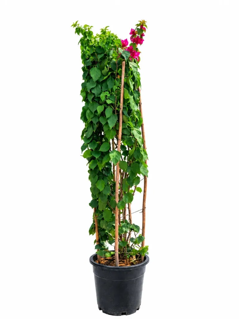 Bougainvillea Glabra Bougainvillea - Bamboo Stick - 30L - OH: 120 cm to 140 cm - Outdoor Plant