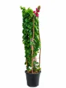 Bougainvillea Glabra Bougainvillea - Bamboo Stick - 30L - OH: 120 cm to 140 cm - Outdoor Plant