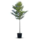 Bucida Buceras - Terminalia Buceras - OH: 550 cm to 600 cm - 75L Pot - Outdoor Plant