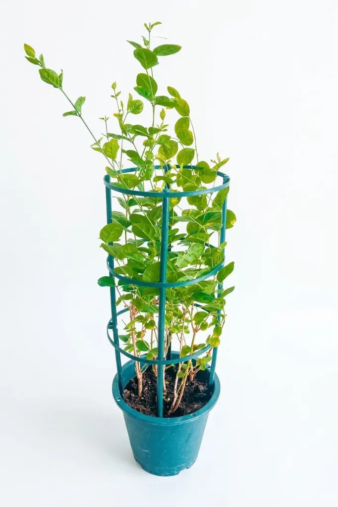Arabian Jasmine - Jasmine Sambac - OH: 40 cm to 60 cm - 10L Pot - Outdoor Plant