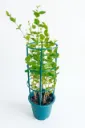 Arabian Jasmine - Jasmine Sambac - OH: 40 cm to 60 cm - 10L Pot - Outdoor Plant