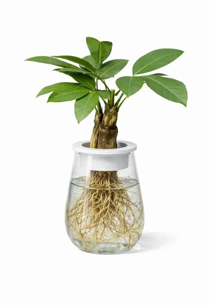 [IP-PAC01A-LOC] Money Tree  -Pachira Aquatica - Hydroponic Clear trunk - One Head  OH: 30 cm to 40 cm - Indoor plant