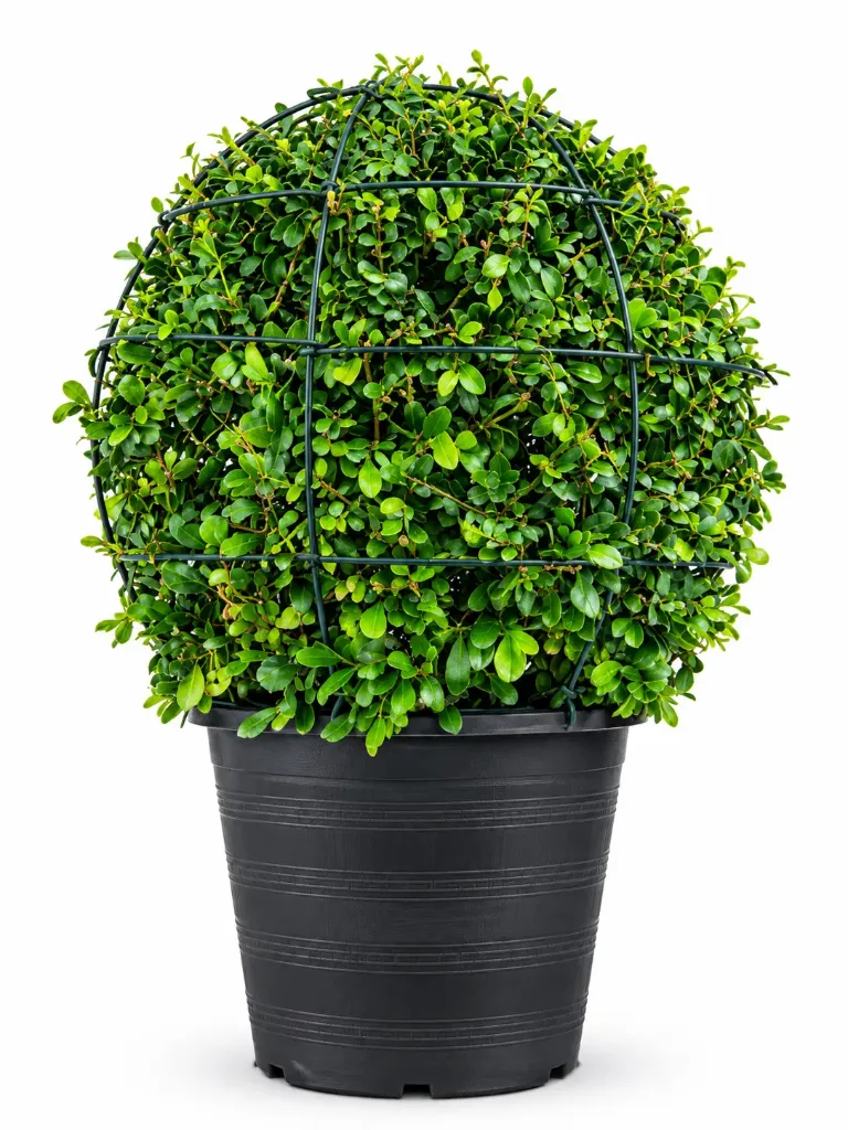 Fukien Tea Tree - Ehretia Microphylla - Ball Shape - OH: 30 cm to 40 cm - 10 L - Outdoor Plant