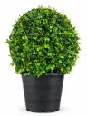 Fukien Tea Tree - Ehretia Microphylla - Ball Shape - OH: 30 cm to 40 cm - 10 L - Outdoor Plant