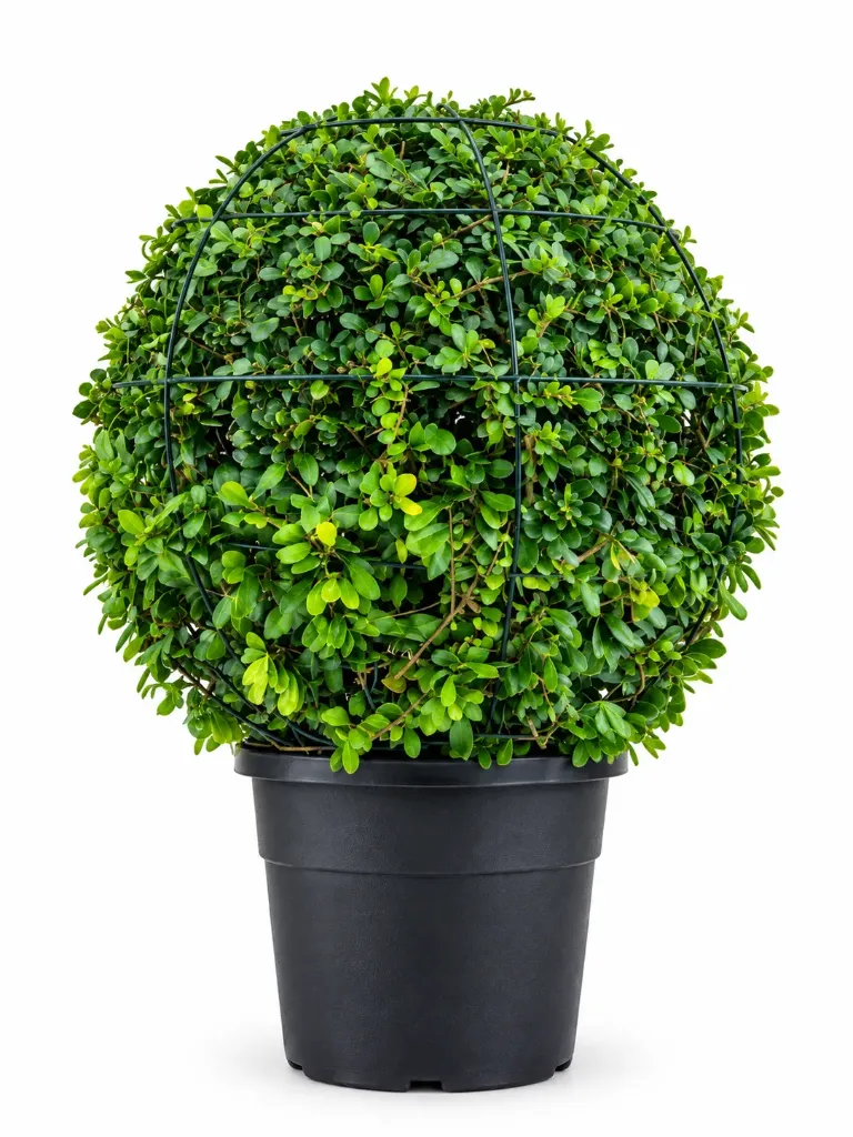 Fukien Tea Tree - Ehretia Microphylla - Ball Shape - OH: 60 cm to 80 cm - 18L - Outdoor Plant