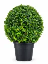 Fukien Tea Tree - Ehretia Microphylla - Ball Shape - OH: 60 cm to 80 cm - 18L - Outdoor Plant