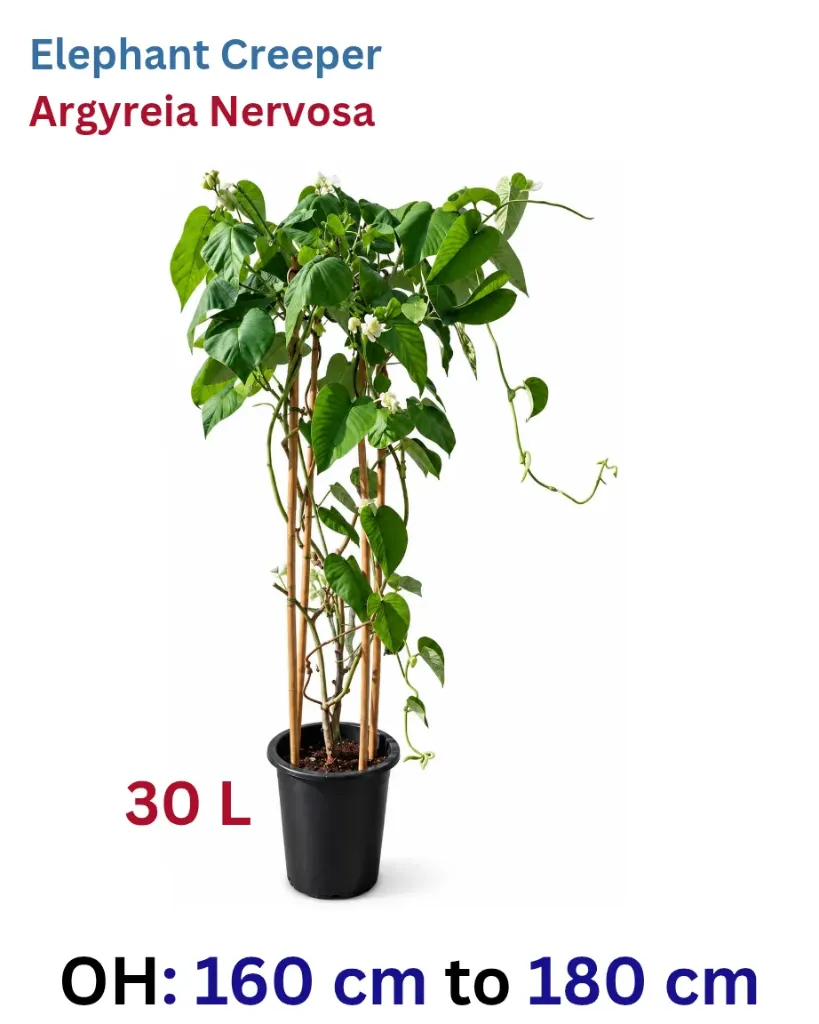 Elephant Creeper
Argyreia Nervosa - OH: 160 cm to 180 cm - Outdoor Plant