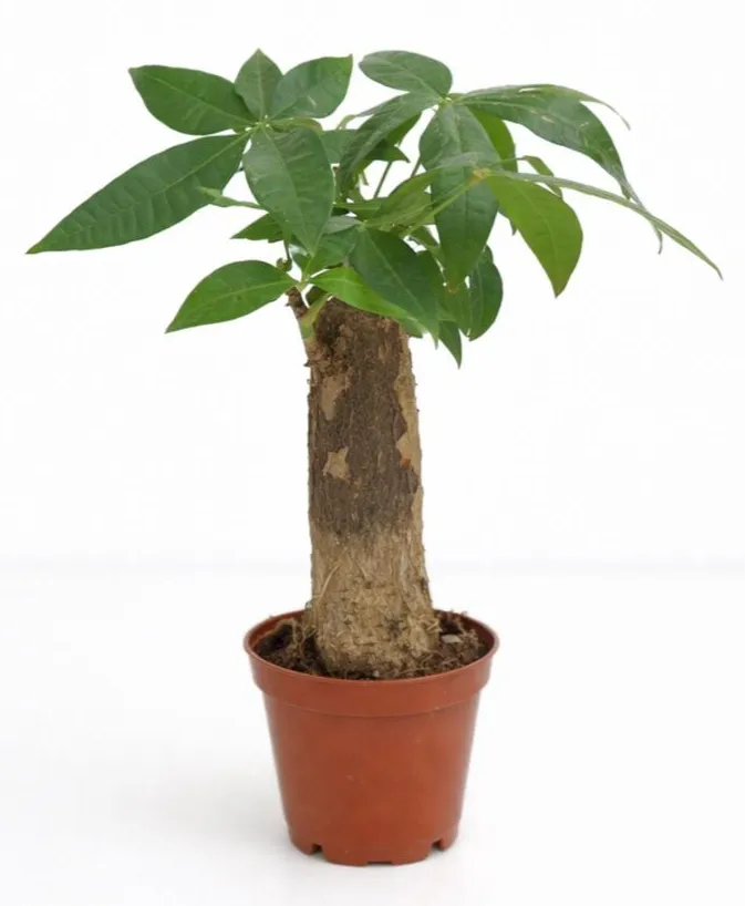 [IP-PAC01D-LOC] Money Tree - Pachira Aquatica - Clear trunk - One Head  OH: 20 cm to 30 cm Indoor plant