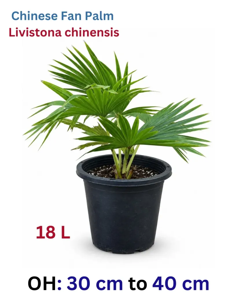 Chinese Fan Palm - Livistona Chinensis - OH: 30 cm to 40 cm - Outdoor Plant