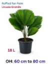 Ruffled Fan Palm Licuala Grandis - OH: 60 cm to 80 cm - Pot: 18L - Outdoor Plant