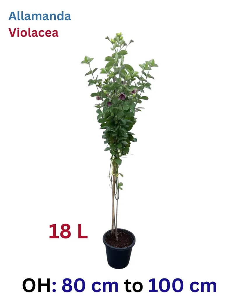 Allamanda Violacea - Allamanda Blanchetii - OH: 80cm to 100 cm - Outdoor Plant - Purple Flower