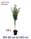 Allamanda Violacea - Allamanda Blanchetii - OH: 80cm to 100 cm - Outdoor Plant - Purple Flower