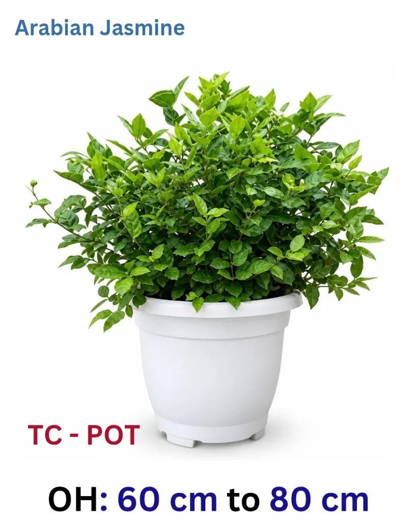 Arabian Jasmine - Jasmine Sambac - OH: 60 cm to 80 cm - TC-Pot - Outdoor Plant